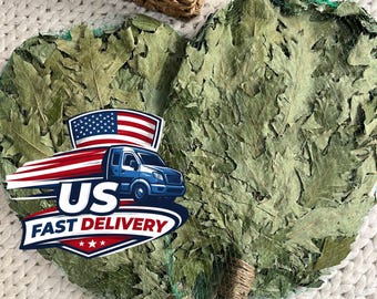 Escobas y batidores de roble canadiense para sauna, spa y banya de vapor, juego de 2