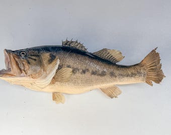 Vintage Large Mouth Bass Taxidermy Big Fish Trophy