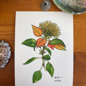Akohekohe in Yellow Ohia 6.5 X 10