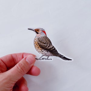 Northern Flicker Woodpecker - Vinyl Die Cut Sticker