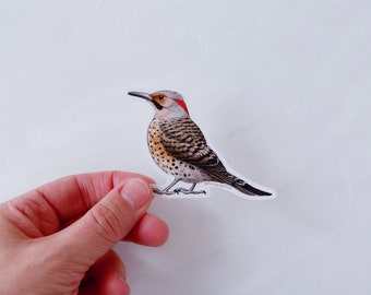 Northern Flicker Woodpecker - Vinyl Die Cut Sticker