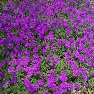 Purple Moss Verbena Flower Seeds