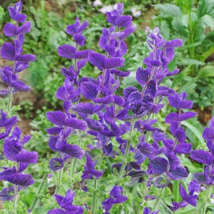 Blue Monday Sage Flower Seeds