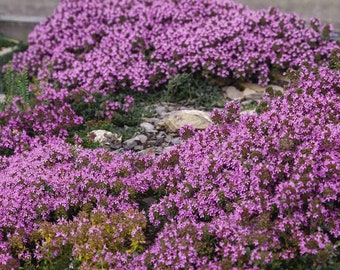 Purple Creeping Thyme Flower Seeds