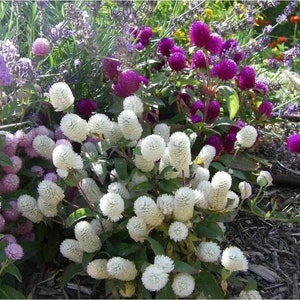 May include: A vibrant garden scene featuring a variety of flowers. White, globe-shaped flowers are clustered in the foreground, with purple and lavender blooms in the background. Green foliage provides a backdrop for the colorful blossoms.
