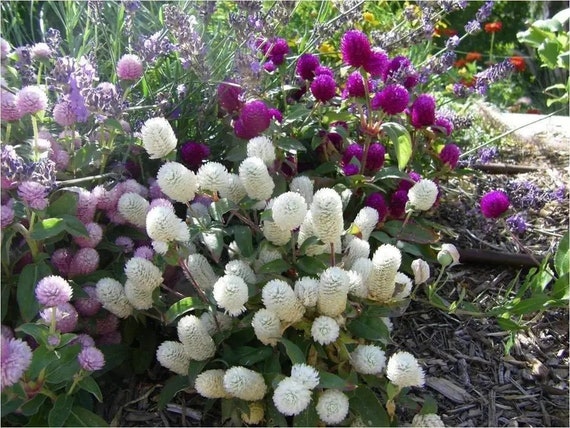 Globe Amaranth Gomphrena Mix Flower Seeds