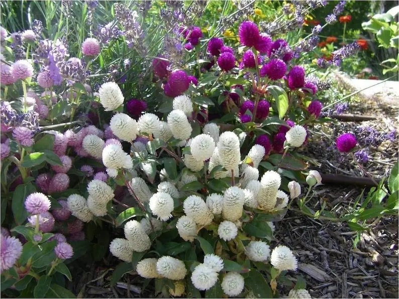 May include: A vibrant garden scene featuring a variety of flowers. White, globe-shaped flowers are clustered in the foreground, with purple and lavender blooms in the background. Green foliage provides a backdrop for the colorful blossoms.