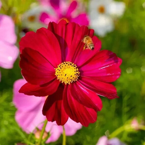 Dazzler Cosmos Flower Seeds