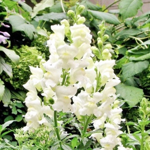 Snowflake White Snapdragon Flower Seeds