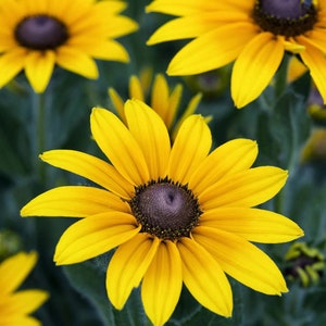 Black Eyed Susan Flower Seeds