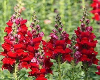 Defiance Red Snapdragon Flower Seeds