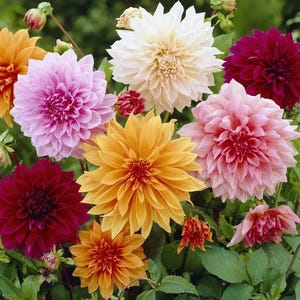 Dahlia Flower Seeds