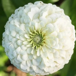 May include: A close-up of a white zinnia flower with a green center. The flower is in full bloom and has many petals.