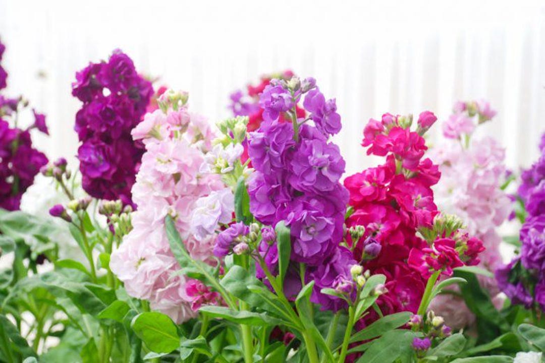 Mixed Color Column Stock Flower Seeds - Etsy