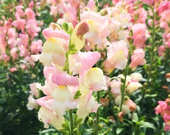 Appleblossom Snapdragon Flower Seeds