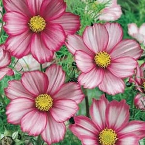 Picotee Cosmos Flower Seeds