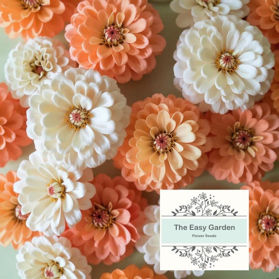 Peaches and Cream Zinnia Flower Seeds