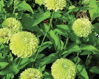 Semillas de flores de zinnia Green Envy