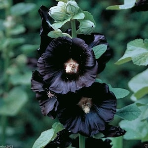 May include: Close-up of a black hollyhock flower with a dark purple center. The flower is in bloom and has a velvety texture.