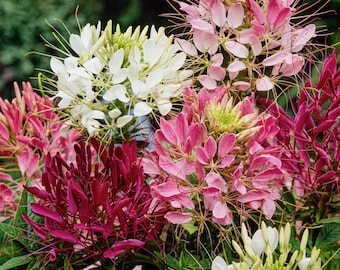 Cleome Queen Mix Flower Seeds