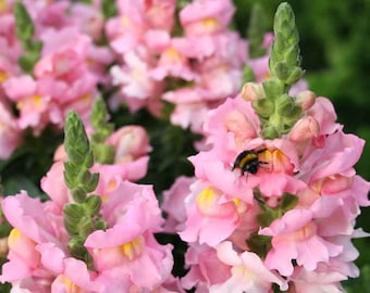 The Rose Pink Snapdragon Flower Seeds