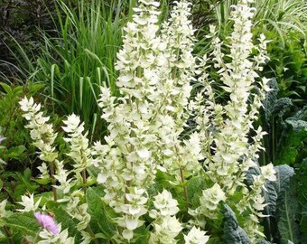 Semillas de flores de salvia cisne blanco