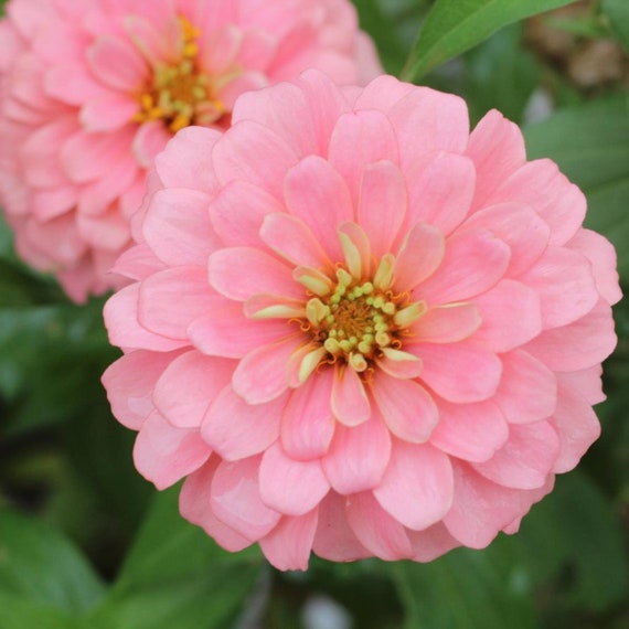Blushing Bride Pastel Mix Zinnia Flower Seeds - Etsy
