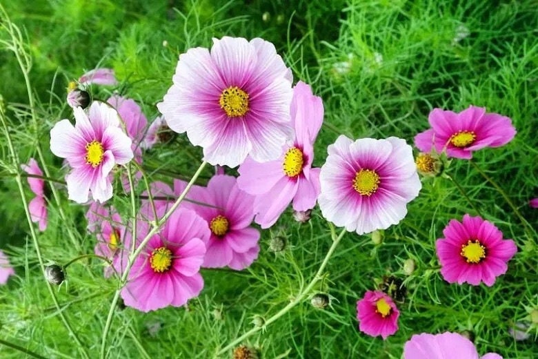 Day Dream Cosmos Flower Seeds