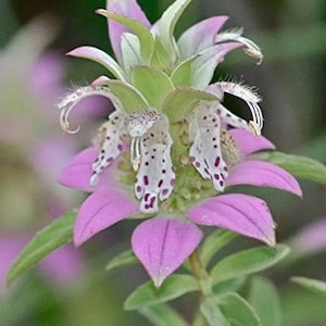 Spotted Bee Balm Flower Seeds