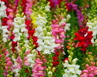 Hybrid Mix Snapdragon Flower Seeds