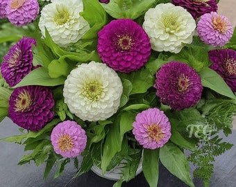 Semillas de flores de zinnia con mezcla de crema de arándanos