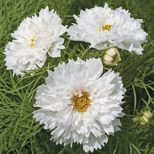May include: Three white cosmos flowers with yellow centers are in bloom. The flowers are surrounded by green foliage.