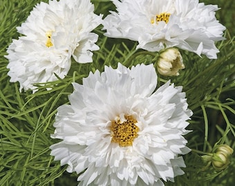 Double Dutch White Cosmos Flower Seeds