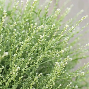 Puede incluir: Un ramo de delicadas flores blancas con tallos y hojas verdes. Las flores son peque&ntilde;as y se agrupan, creando un aspecto esponjoso y aireado.