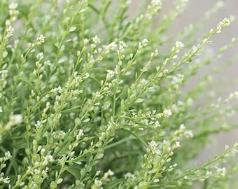 Persian Cress Flower Seeds