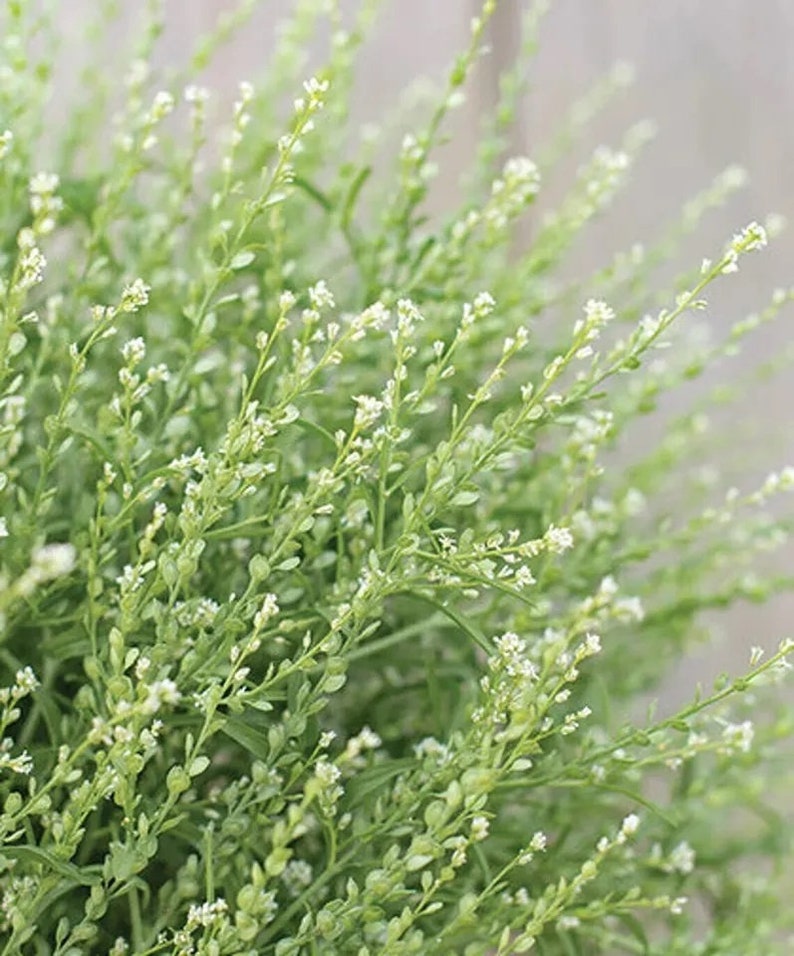Puede incluir: Un ramo de delicadas flores blancas con tallos y hojas verdes. Las flores son peque&ntilde;as y se agrupan, creando un aspecto esponjoso y aireado.