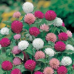 May include: A close-up of a cluster of globe amaranth flowers in various shades of pink, white, and magenta. The flowers have a spherical shape and are surrounded by green leaves. The background is a soft green.
