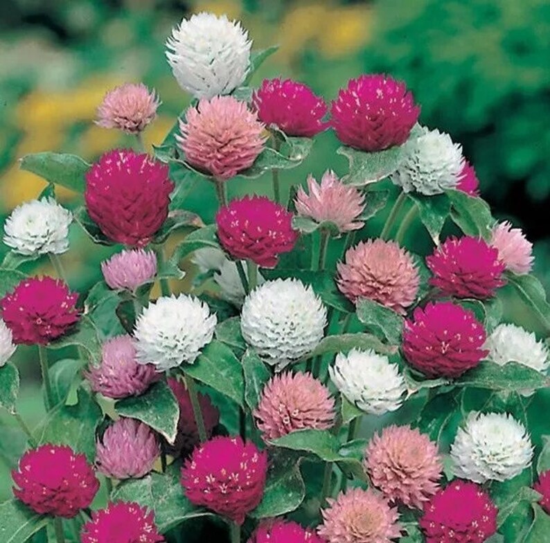 May include: A close-up of a cluster of globe amaranth flowers in various shades of pink, white, and magenta. The flowers have a spherical shape and are surrounded by green leaves. The background is a soft green.