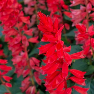 Scarlet Sage Flower Seeds