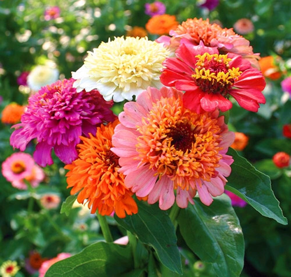 Cresto Mix Scabiosa Zinnia Flower Seeds