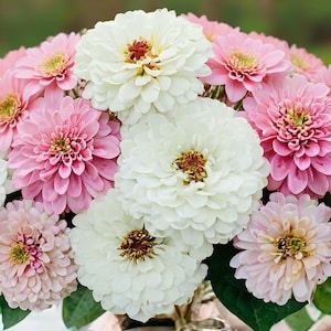 Blushing Bride Pastel Mix Zinnia Flower Seeds