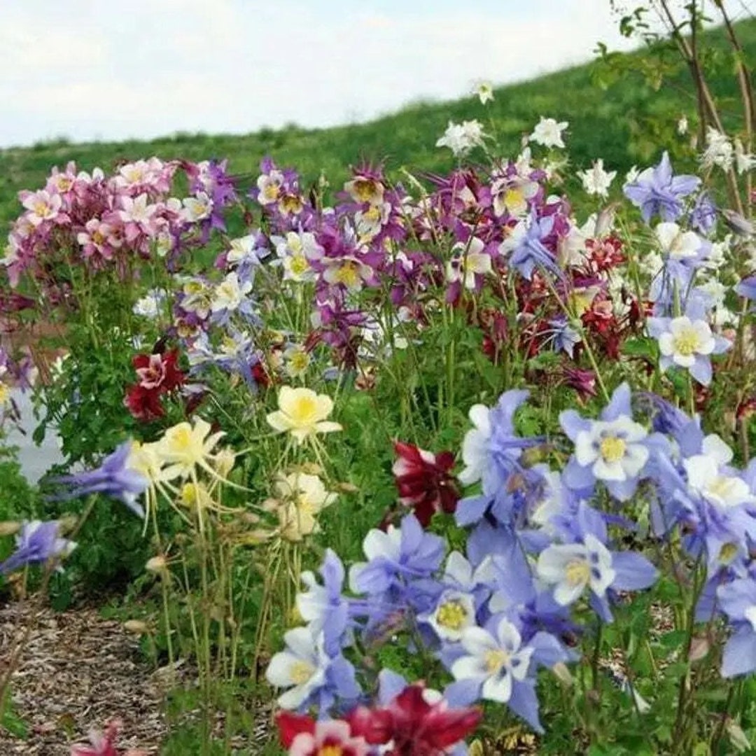 Mckana Giants Mix Columbine Flower Seeds - Etsy