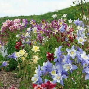 McKana Giants Mix Columbine Flower Seeds