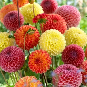 May include: A bouquet of colorful dahlia flowers in shades of pink, red, orange, and yellow. The flowers are arranged in a cluster, with some blooms in full bloom and others in bud.