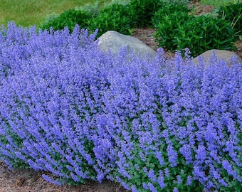 Blue Catmint Flower Seeds