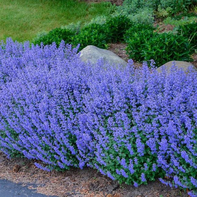Blue Catmint Flower Seeds