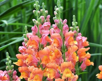 Orange Wonder Snapdragon Flower Seeds