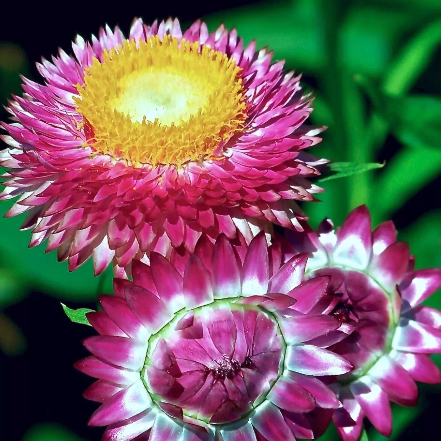 Tall Mixed Color Strawflower Seeds - Etsy