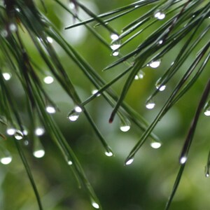 Forest Rain Wallpaper Set | Moody Pine Nature Phone + Desktop Background | Dark Botanical Download 