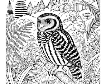 Ruru (New Zealand Morepork) Children&#39;s Colouring Page | NZ Native Bird Colouring Page | Educational Coloring Page for Children